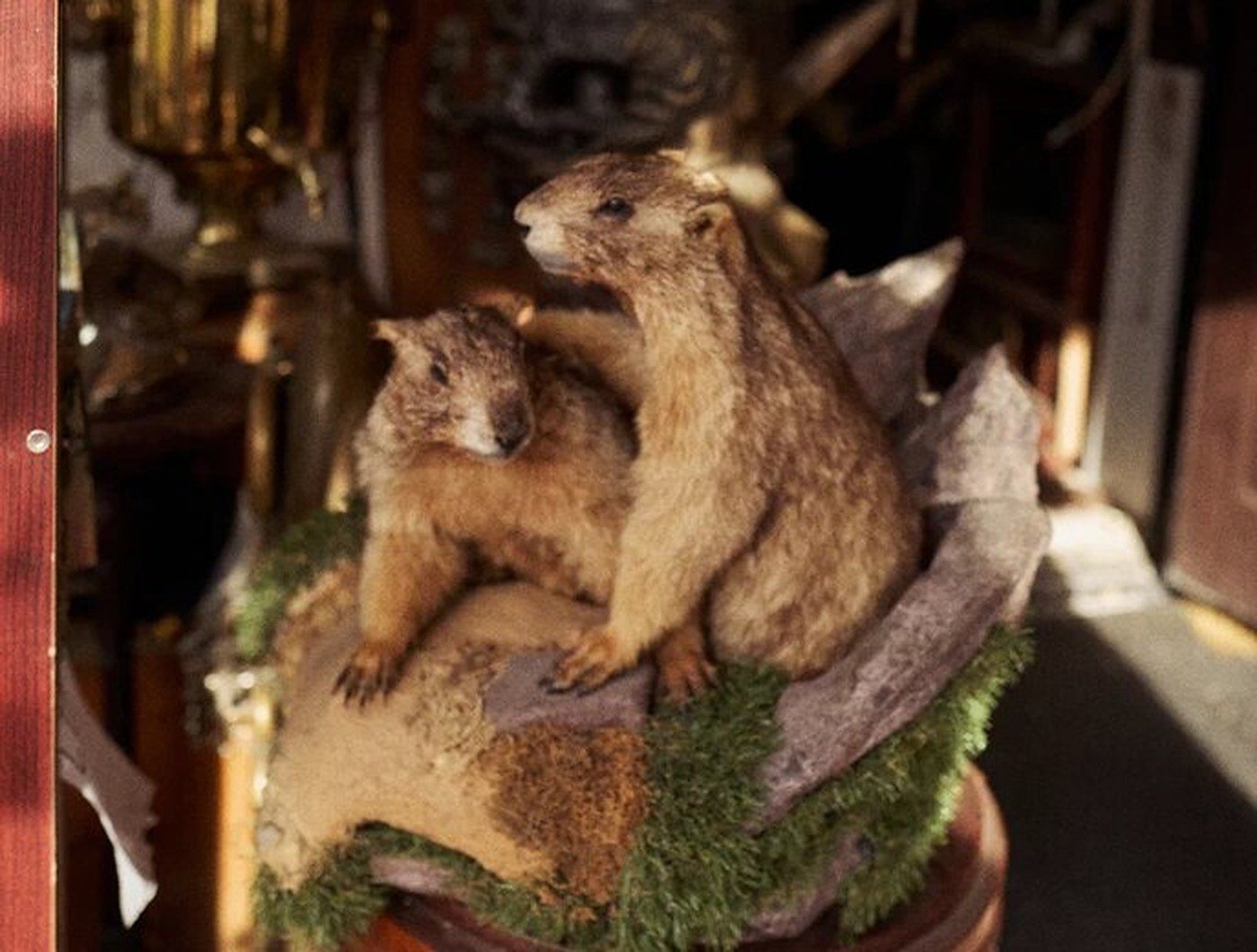 Cabinet of Curiosities 01